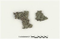 藏品(魏氏蘚)的圖片